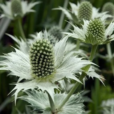 Eryngium giganteum Miss Willmott's Ghost