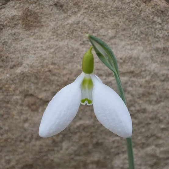 Galanthus Miss Willmott snowdrop