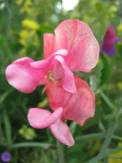 Lathyrus odoratus pink sweet pea flower