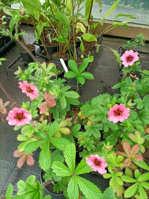 Potentilla nepalensis Miss Willmott in flower