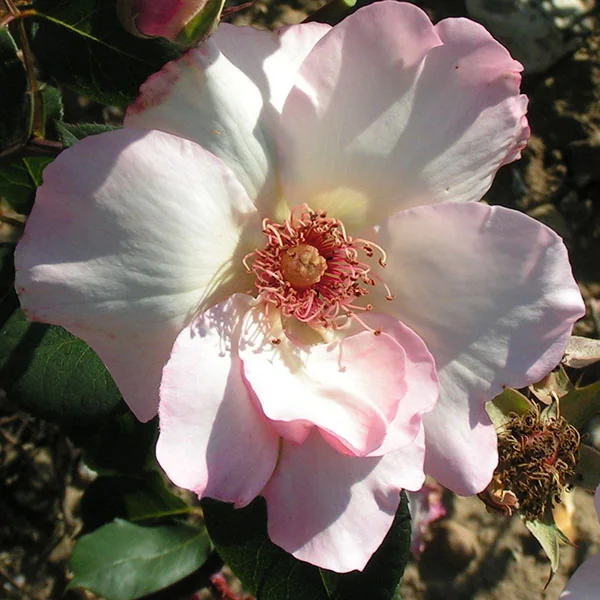 Rosa Ellen Willmott flower