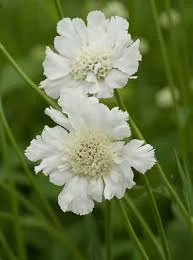 Scabiosa Miss Willmott white flowers