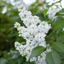 Syringa vulgaris Miss Ellen Willmott white flowers