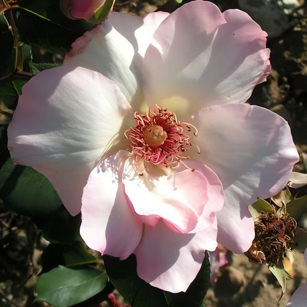Pale pink rose associated with Ellen Willmott