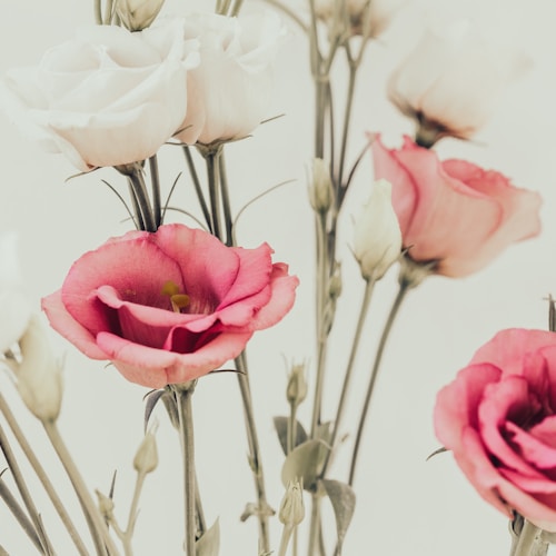 Pink and cream flowers