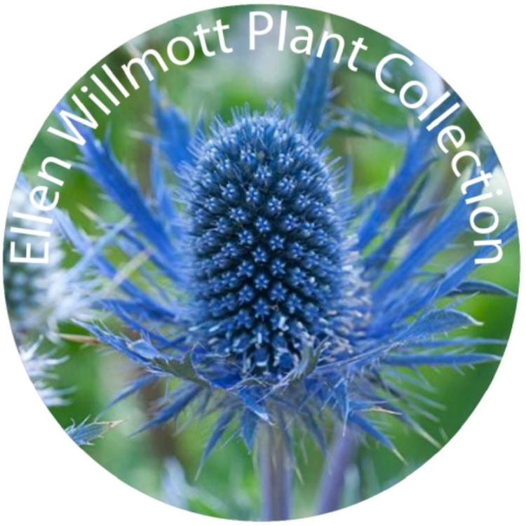 Sea holly collection emblem